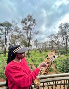 Giraffe feeding in Nairobi