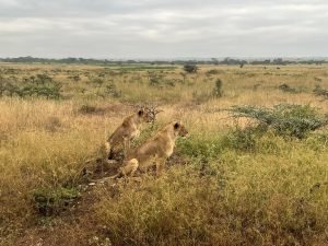 Spotted lions while on safari