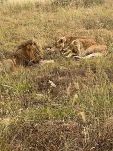 Spotted lions while on safari