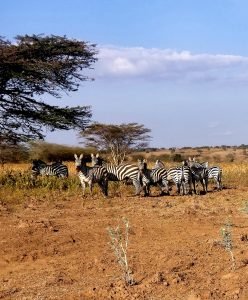Stumbled upon Zebras while on a road trip